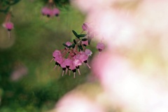 エリカの花咲く頃