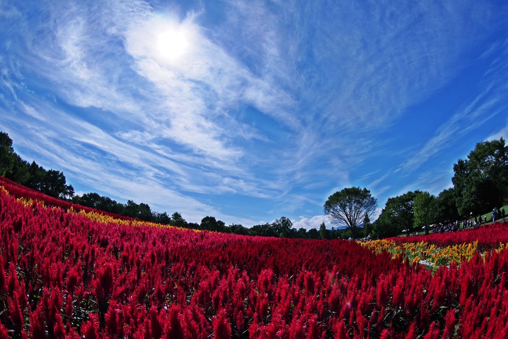 ケイトウの咲く秋