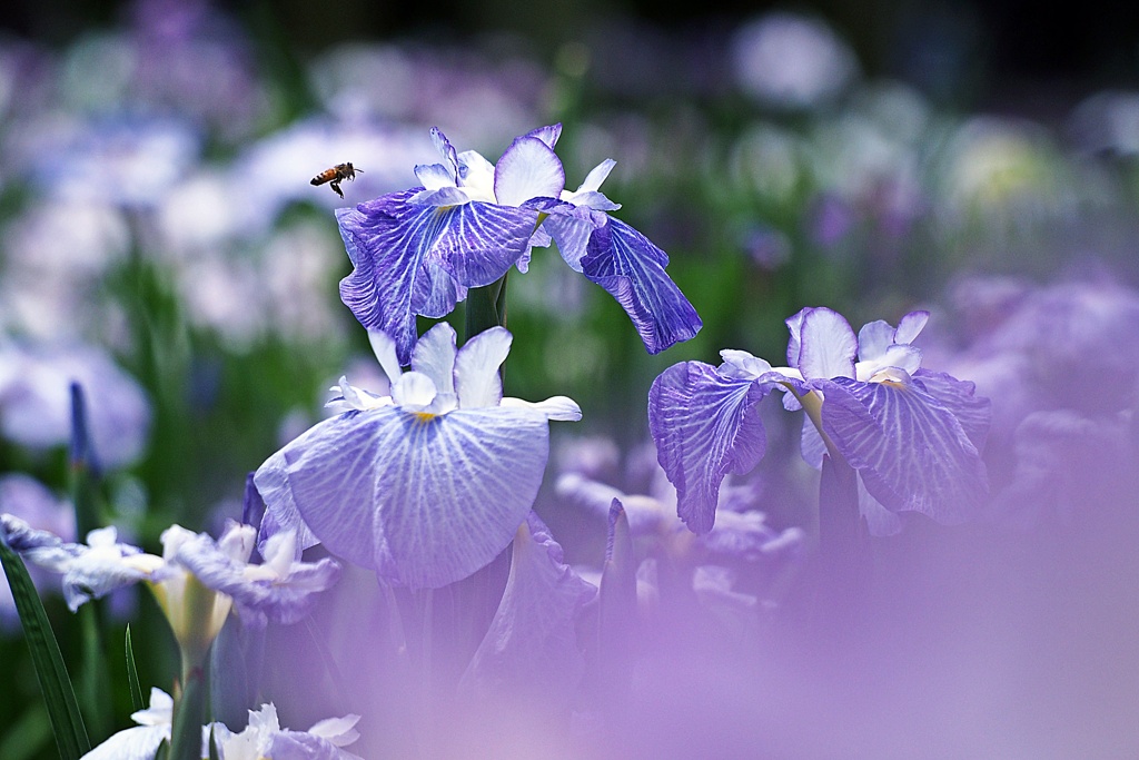 花しょうぶ(Ⅲ）