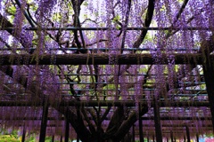 騎西の藤（Ⅲ）