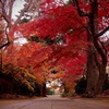紅い参道