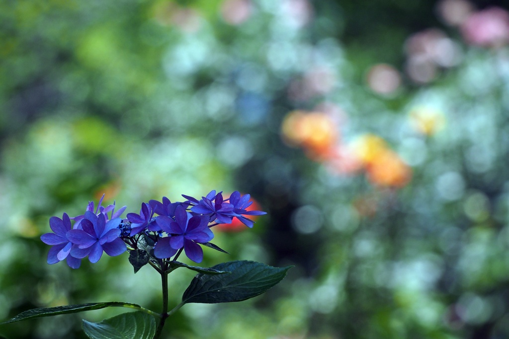 紫陽花