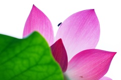 蓮の花咲く寸景（Ⅲ）