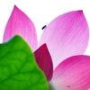 蓮の花咲く寸景（Ⅲ）