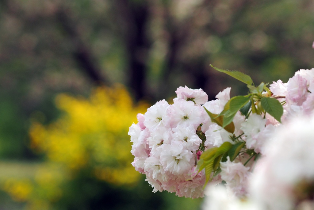 八重桜（Ⅱ）
