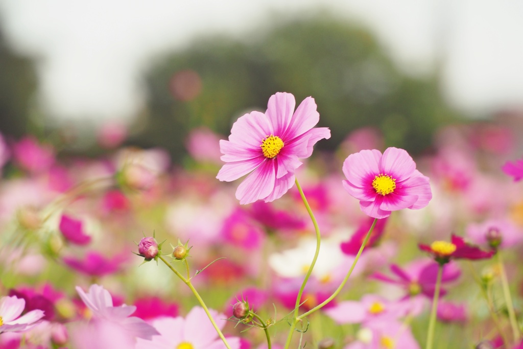 秋桜の花咲く頃
