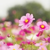 秋桜の花咲く頃