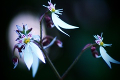 花魁の髪飾り（Ⅳ）