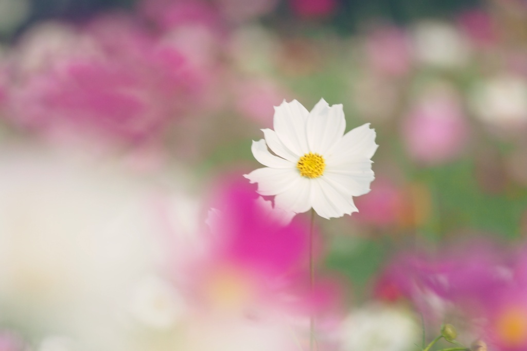 秋桜の花咲く頃（Ⅱ）