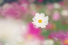 秋桜の花咲く頃（Ⅱ）