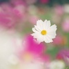秋桜の花咲く頃（Ⅱ）