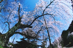 西光寺の枝垂桜