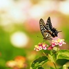 ランタナにアゲハ蝶