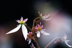 私は日陰の華