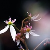 私は日陰の華