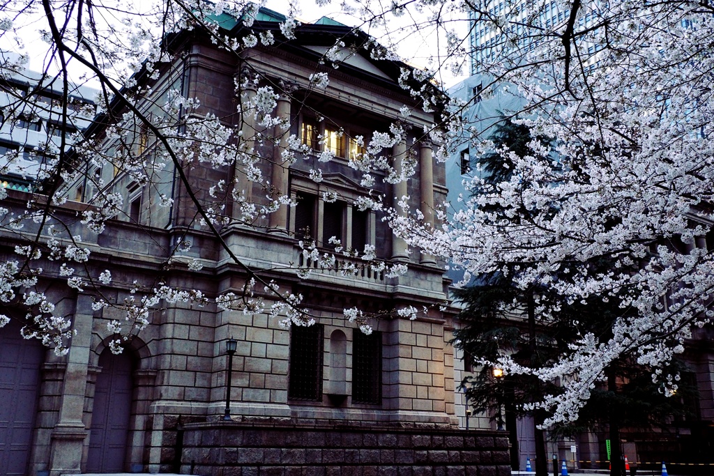 日本橋の江戸桜