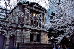 日本橋の江戸桜
