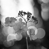 枯れるが華（Ⅱ）
