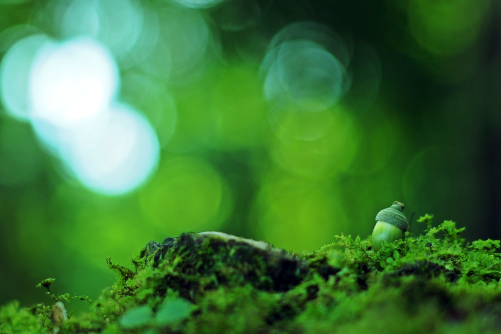 眠れる森のドングリ