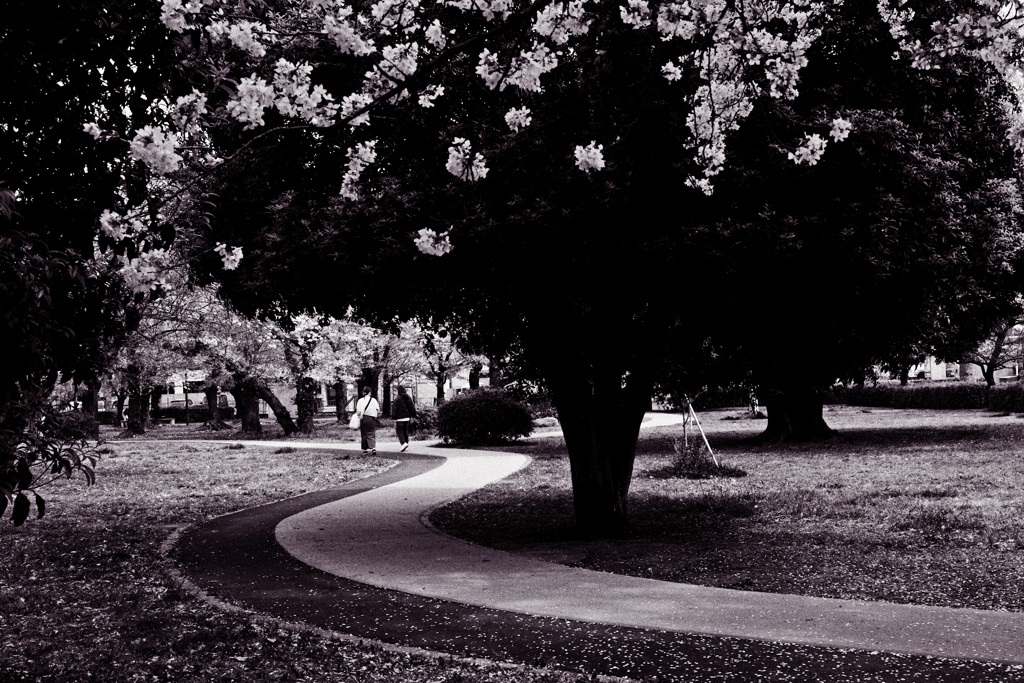桜咲く散歩道