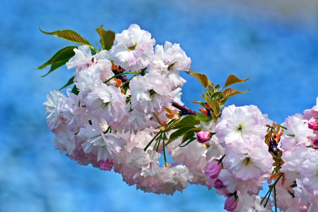 八重桜