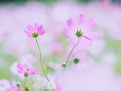 秋にはやさしく