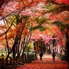 秋の武蔵野散歩