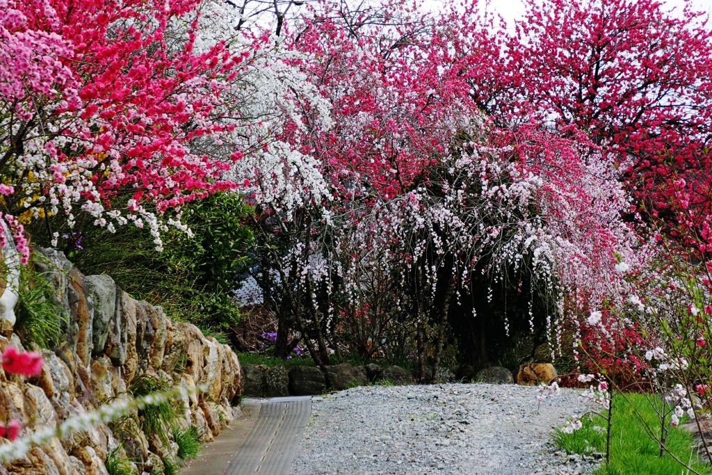 花桃の咲く路