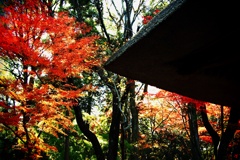 秋の平林寺（Ⅴ）