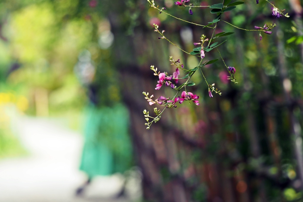 秋の向島百花園（Ⅲ）