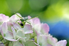 紫陽花食堂のランチタイム