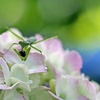 紫陽花食堂のランチタイム