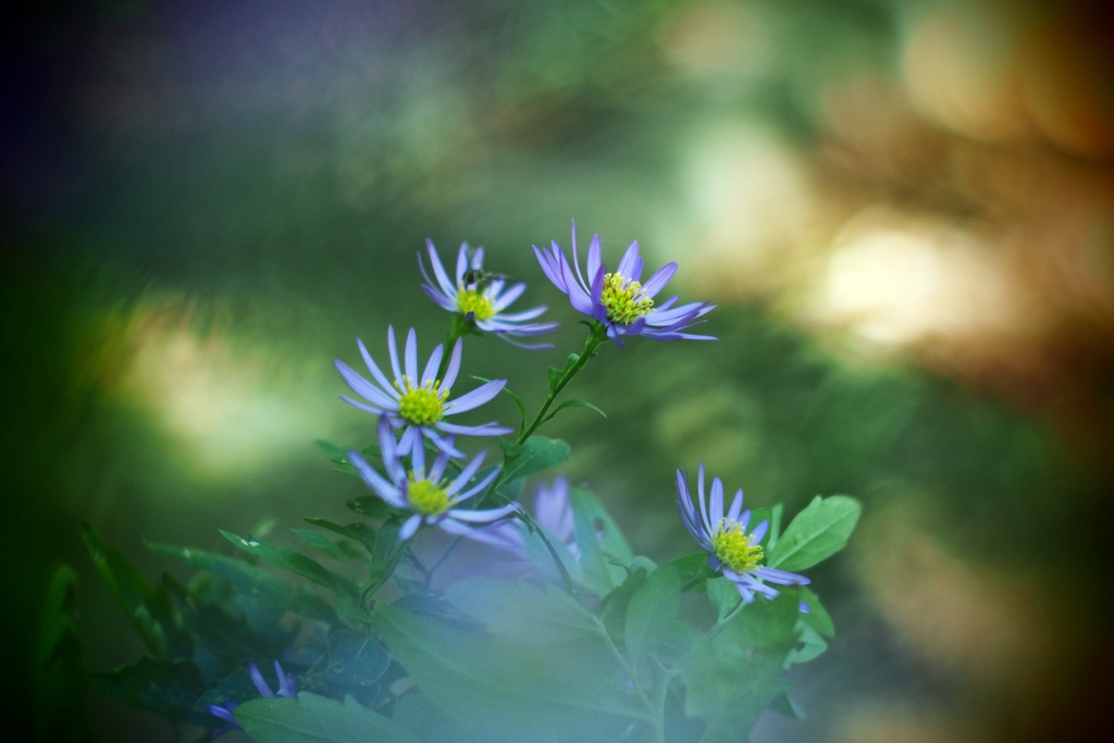 興禅院参道の野菊