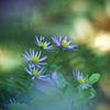 興禅院参道の野菊