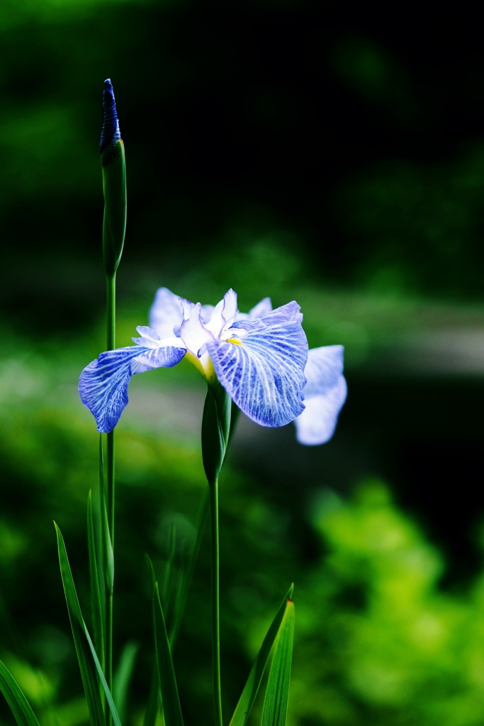 花しょうぶ