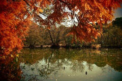 晩秋の三宝寺池