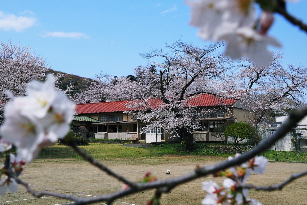 廃校に今年も春が来た