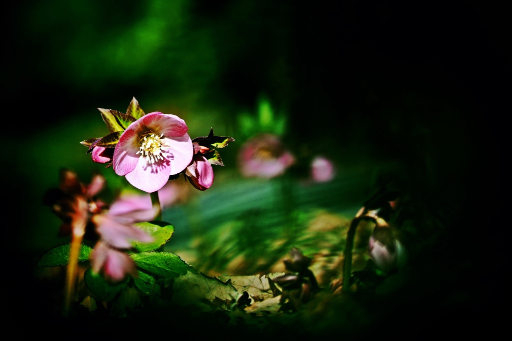 ローズと言う名で