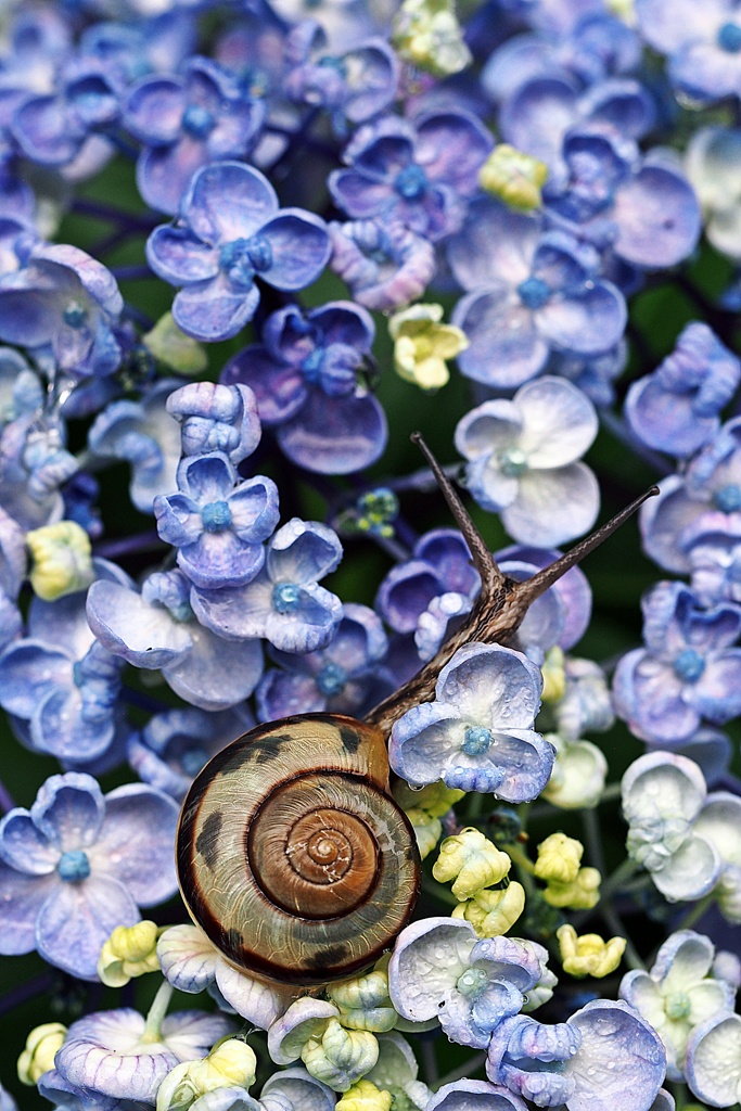 紫陽花が似合う