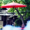 染谷菖蒲園にて（Ⅱ）