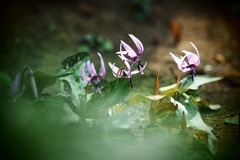 早くもカタクリの花が