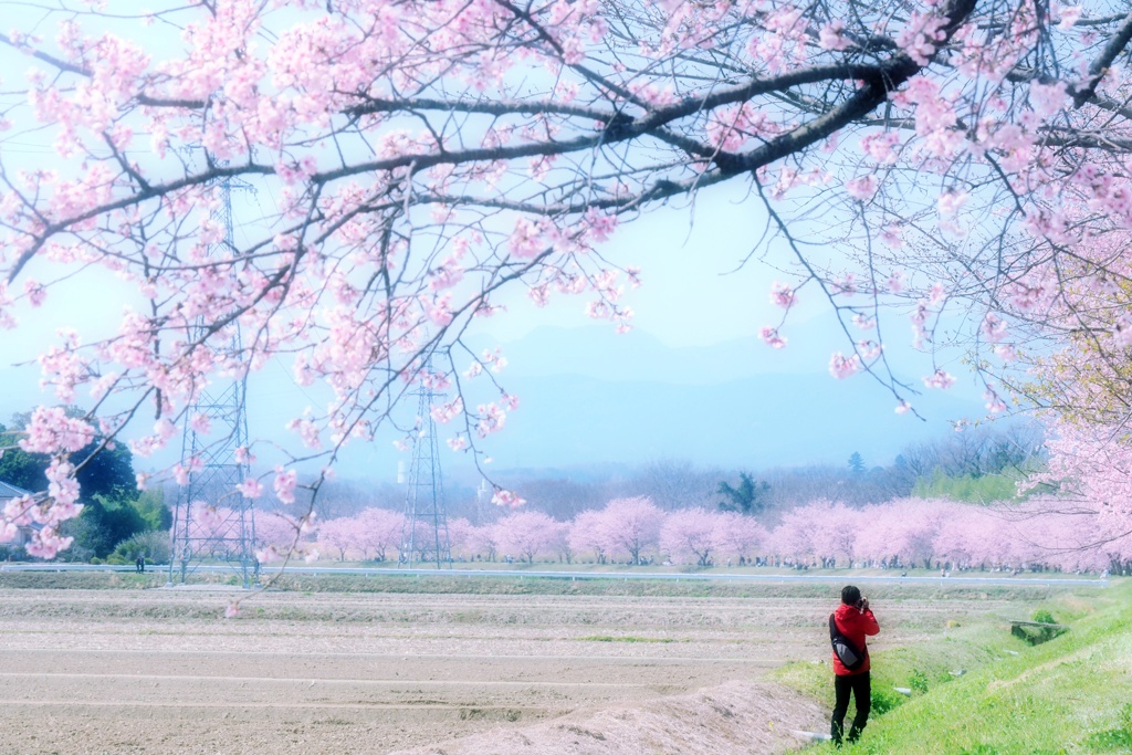 安行桜を撮る男
