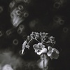 枯れるが華（Ⅳ）