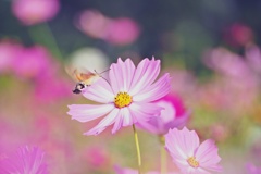秋桜の花咲く頃(Ⅵ）