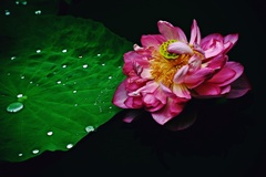 蓮の花咲く寸景