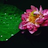 蓮の花咲く寸景