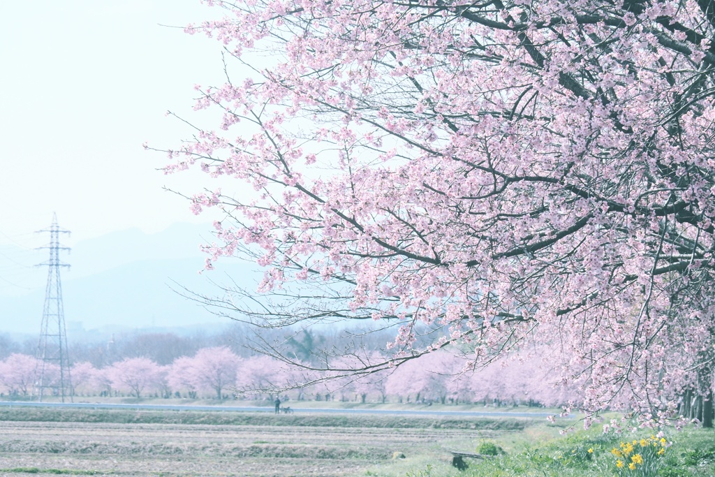 春はふんわりと（Ⅱ）