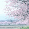 春はふんわりと（Ⅱ）