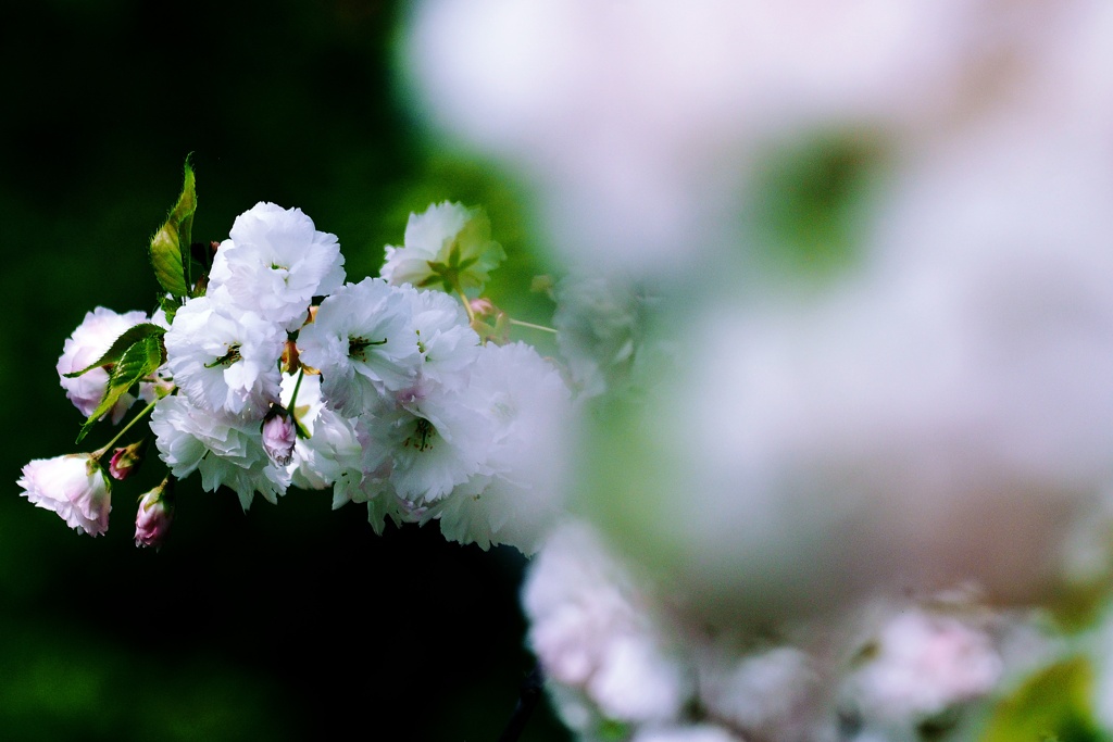 八重桜（Ⅲ）
