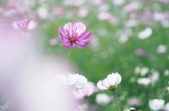 日本人は秋桜が好きだ